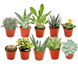 Cactus y plantas suculentas
